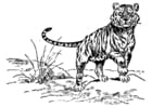 Disegni da colorare tigre