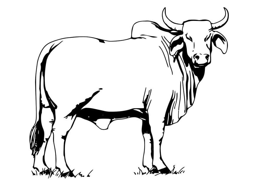 Disegno da colorare toro - Bahman