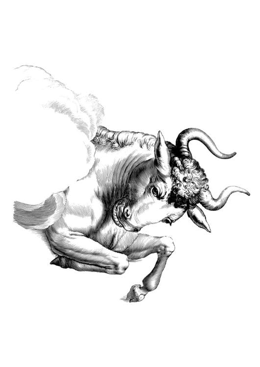 toro