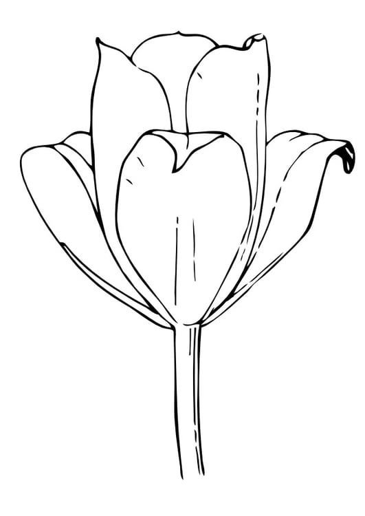 Disegno da colorare tulipano
