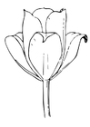 disegno-da-colorare tulipano