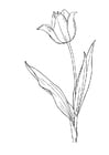 Disegni da colorare tulipano