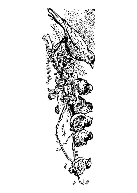 uccelli - mamma con pulcini
