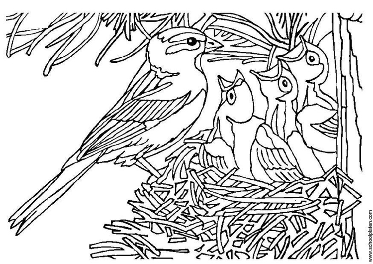 Disegno da colorare uccellino con nido