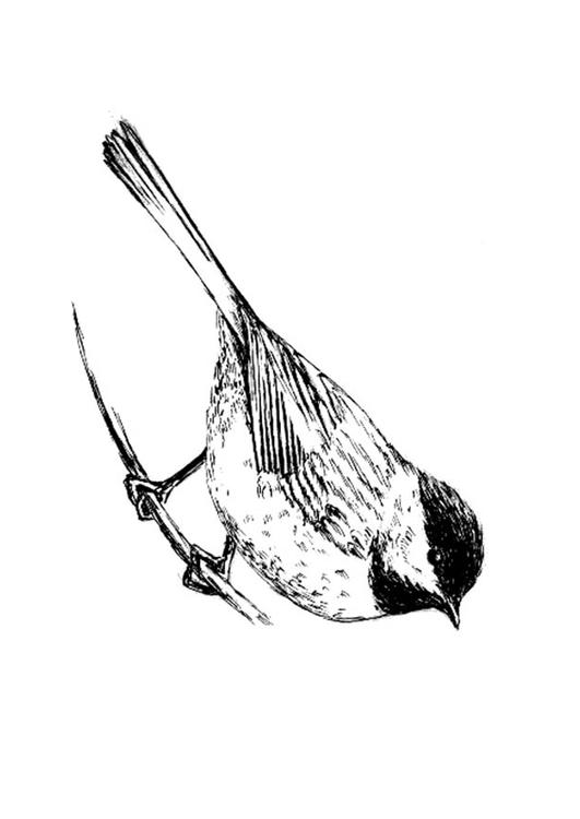 uccello -  carbonero dal cappuccio nero
