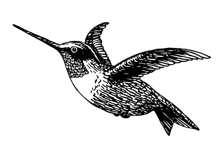 Disegno da colorare uccello - colibrÃ¬