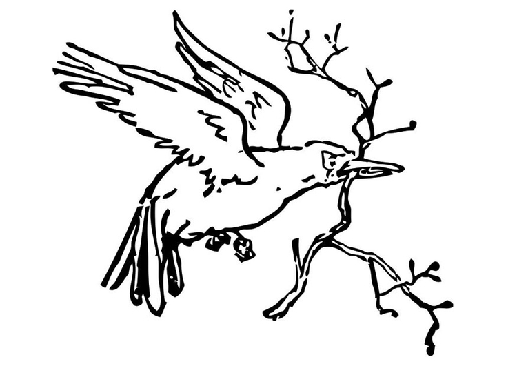 Disegno da colorare uccello con ramo