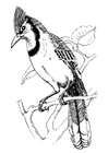 Disegno da colorare uccello - ghiandaia azzurra