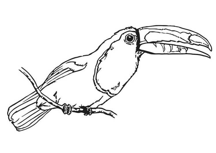 Disegno da colorare uccello - tucano