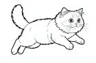 un gatto persiano che salta