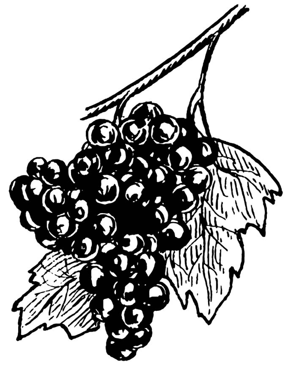 Disegno da colorare uva