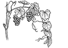disegno-da-colorare vigna