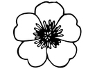 viola del pensiero