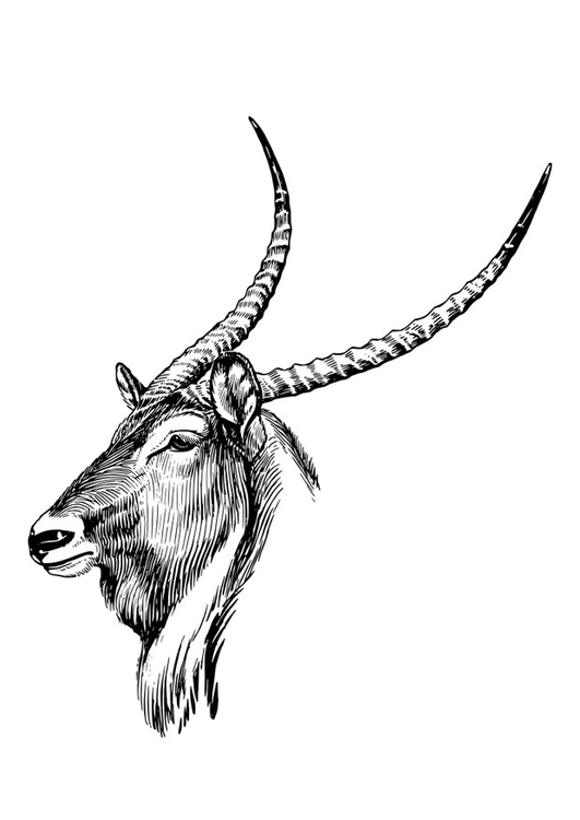 Disegno da colorare waterbuck