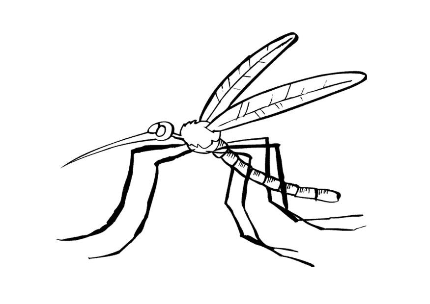 Disegno da colorare zanzara