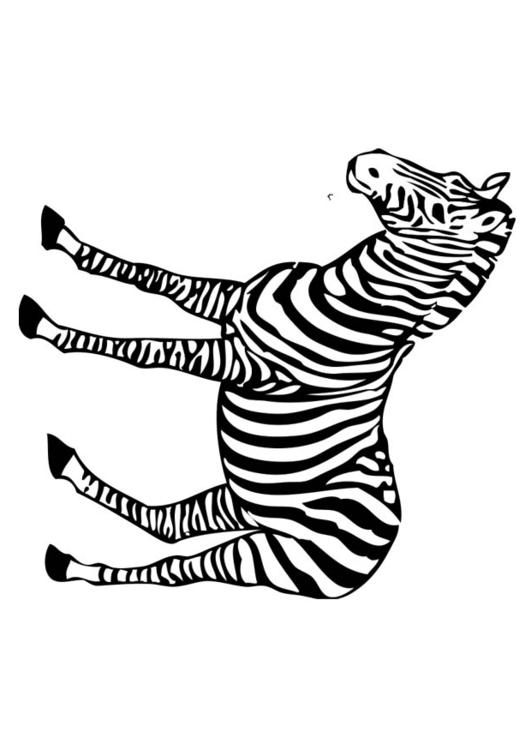 zebra