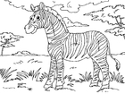Disegno da colorare zebra
