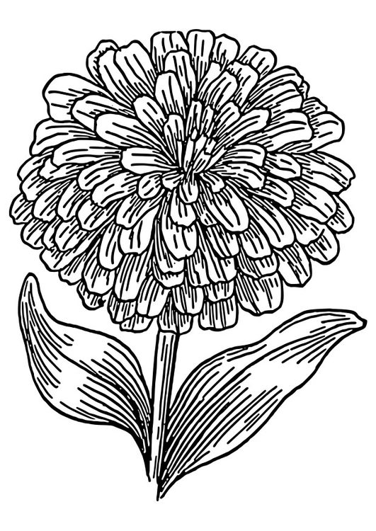 Disegno da colorare zinnia