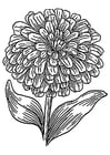 Disegno da colorare zinnia