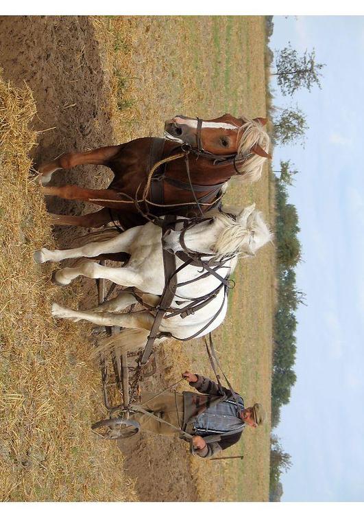 agricoltore
