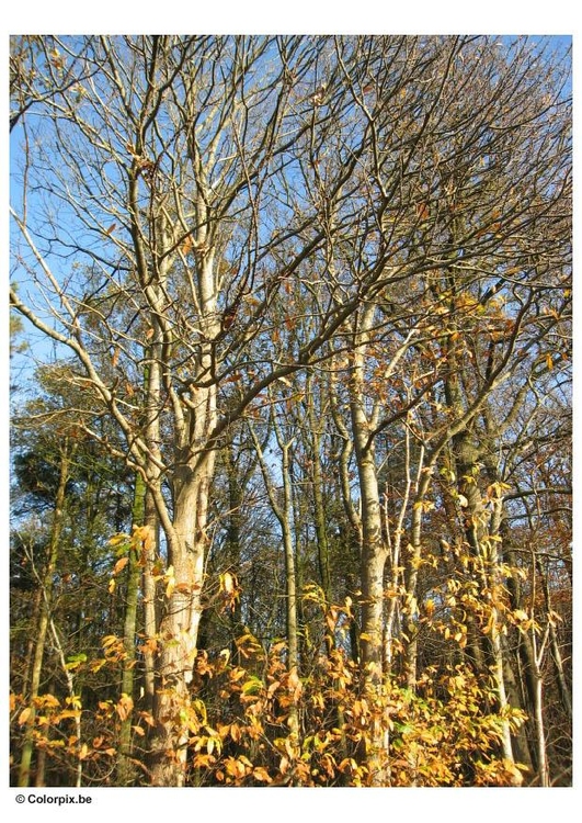 Foto alberi - autunno
