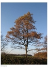 Foto alberi - autunno