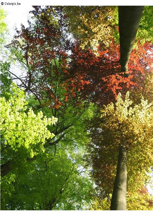 alberi