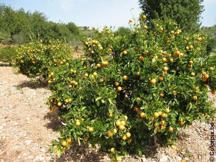 Foto albero di arance