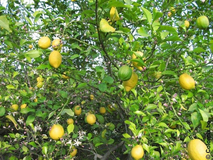 Foto albero di limoni