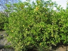 Foto albero di limoni