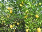 Foto albero di limoni