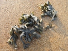 fotografia alga
