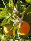arancio in fiore