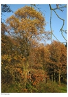 Foto autunno nella foresta