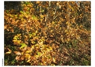 Foto autunno nella foresta