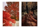 fotografia autunno 1