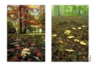 fotografia autunno 2