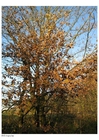 fotografia autunno