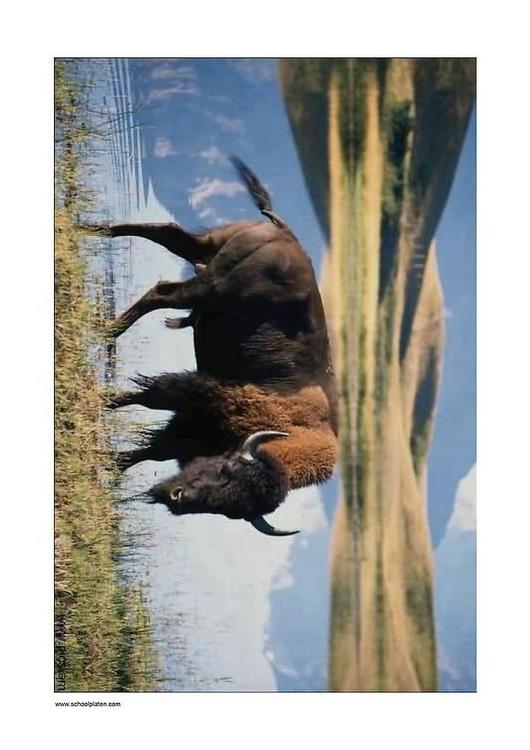 bisonte