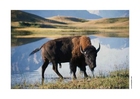 fotografia bisonte