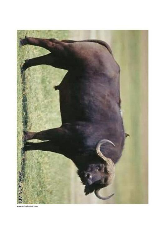buffala