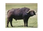 buffala