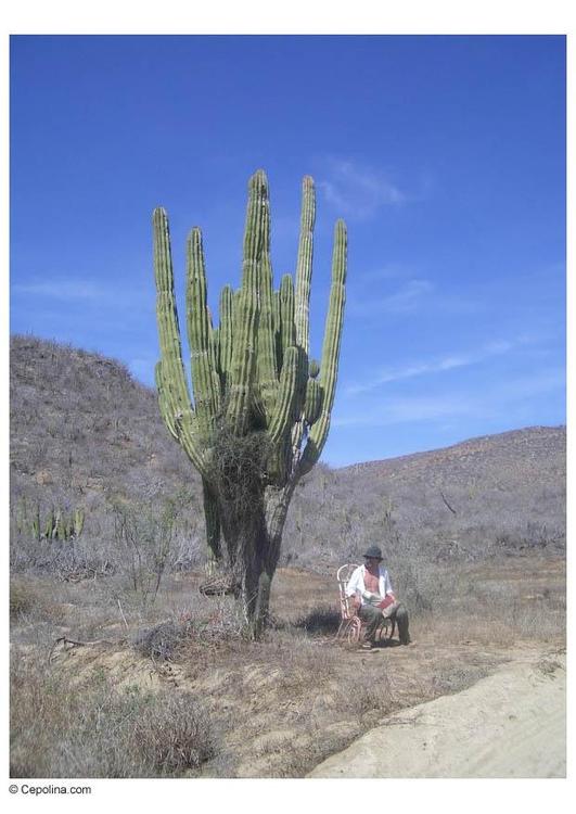 cactus nel deserto
