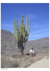 Foto cactus nel deserto