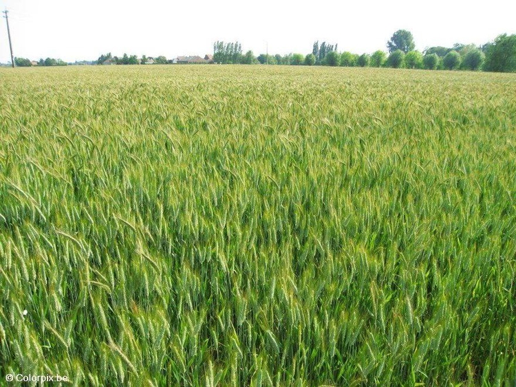 Foto campo di grano