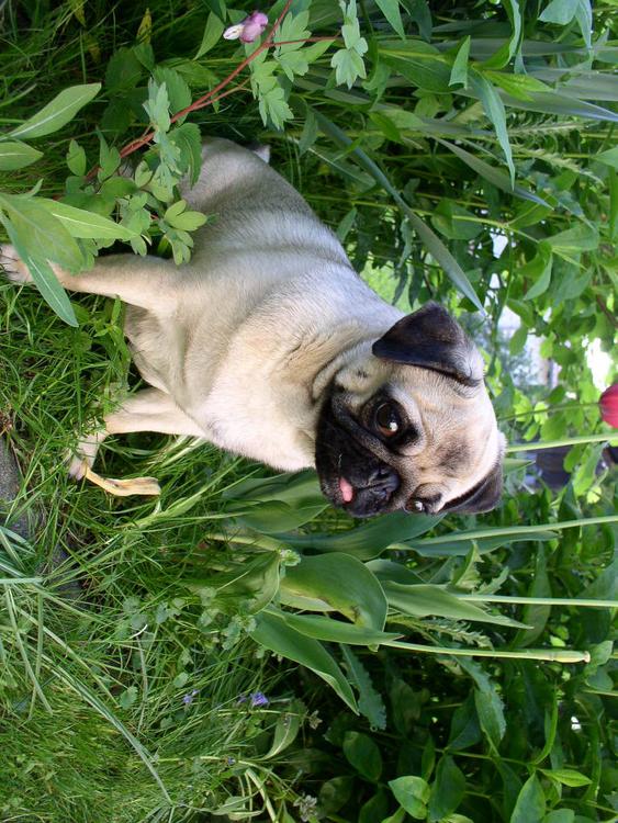 cane - cucciolo