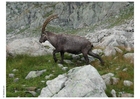 fotografia capra di montagna