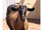 capra