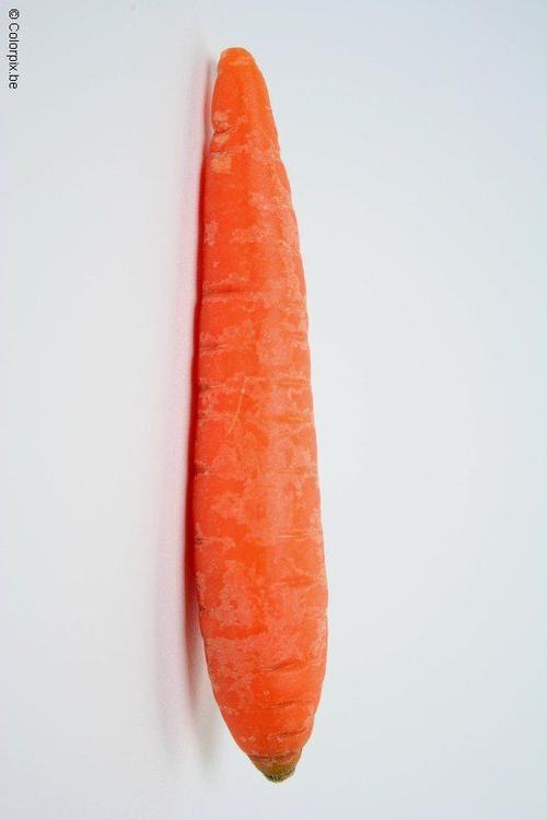 carota