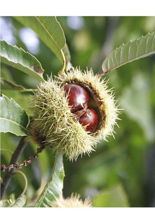 castagna dolce